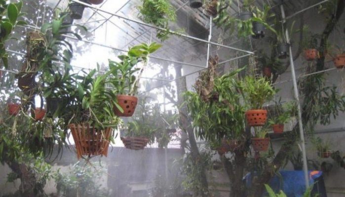 Hệ thống phun sương tưới lan ASAHI