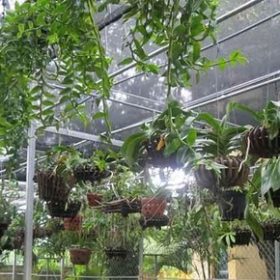 máy phun sương tưới lan