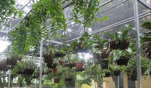 máy phun sương tưới lan