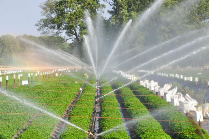 Hệ thống phun sương tưới cây tự động