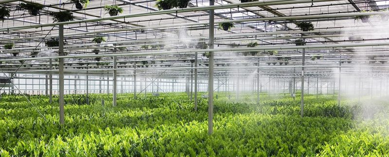 may phun suong sử dụng trong vườn ươm cây giống
