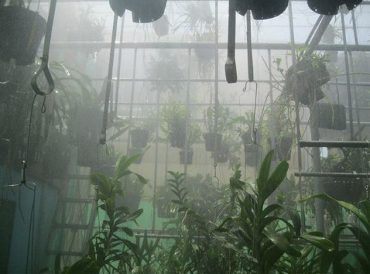 Máy phun sương tưới lan